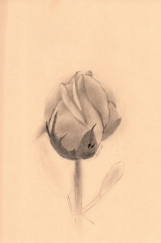 An Unopened Flower Of A Rose (2020) Pencil drawing by Alona Hryn