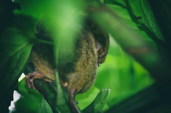 Tarsier #2 Photograph by Marc Ehrenbold