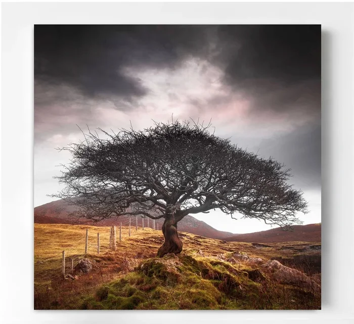 The One Tree (2023) Photograph by Lynne Douglas
